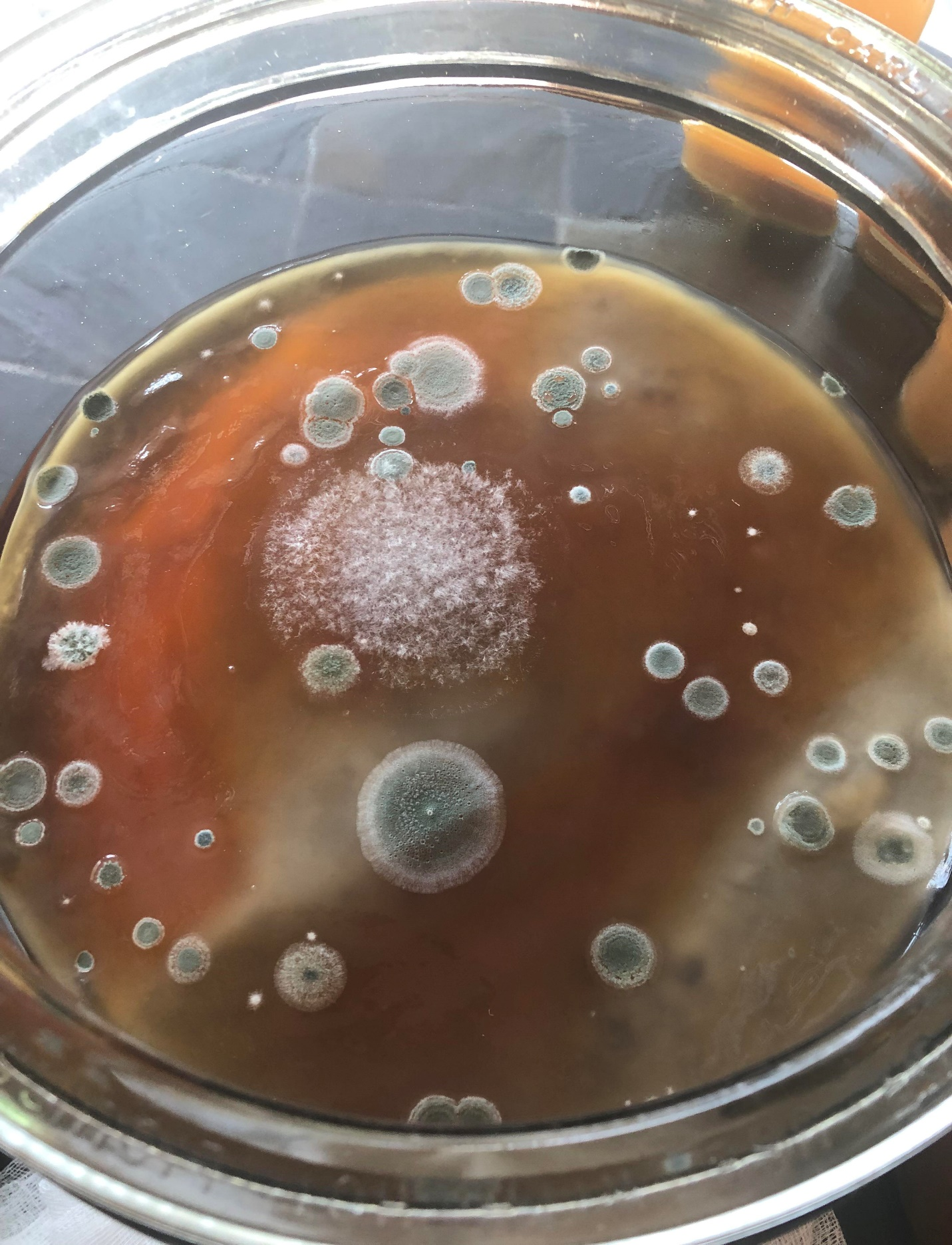 Moldy Kombucha